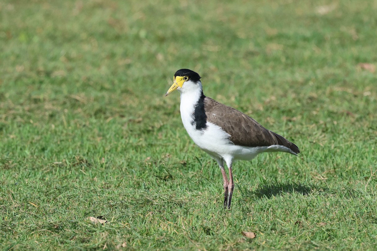 Masked Lapwing - ML620254030