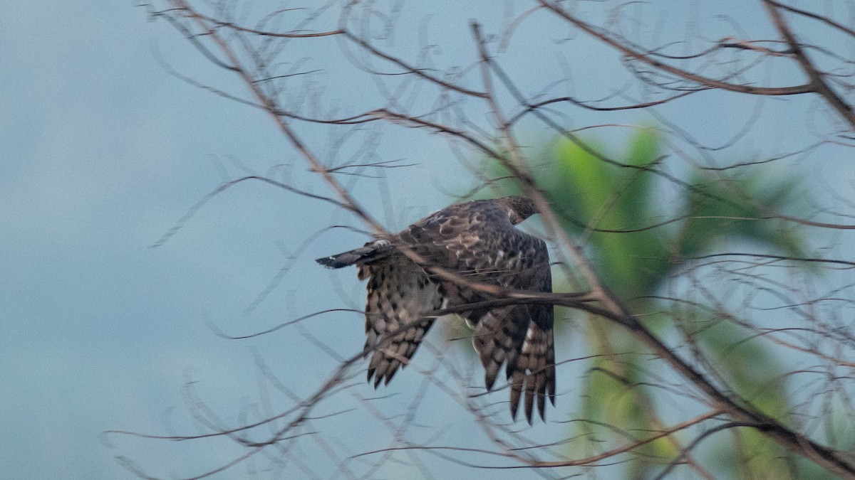 Changeable Hawk-Eagle - ML620254031