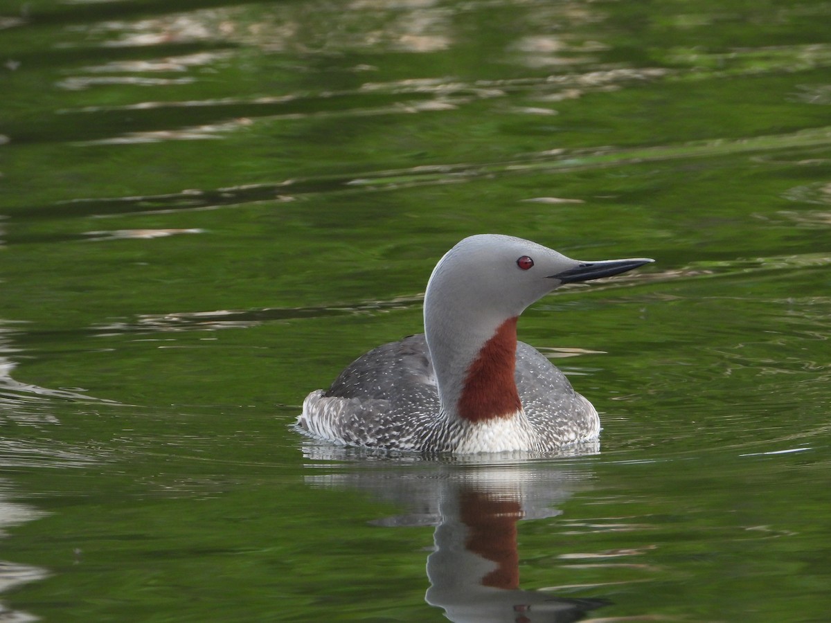 Red-throated Loon - ML620254038