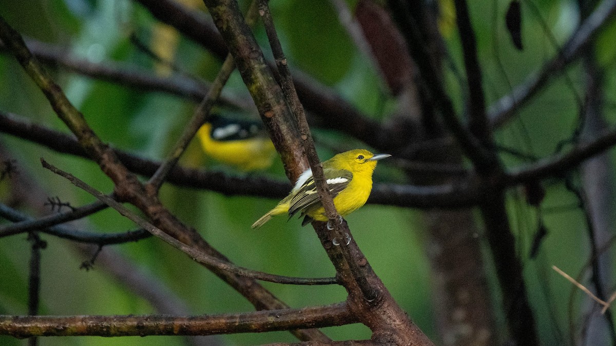 Common Iora - ML620254041