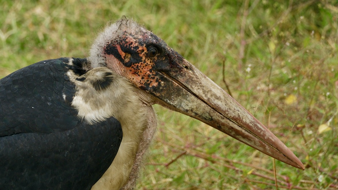 Marabou Stork - ML620254042