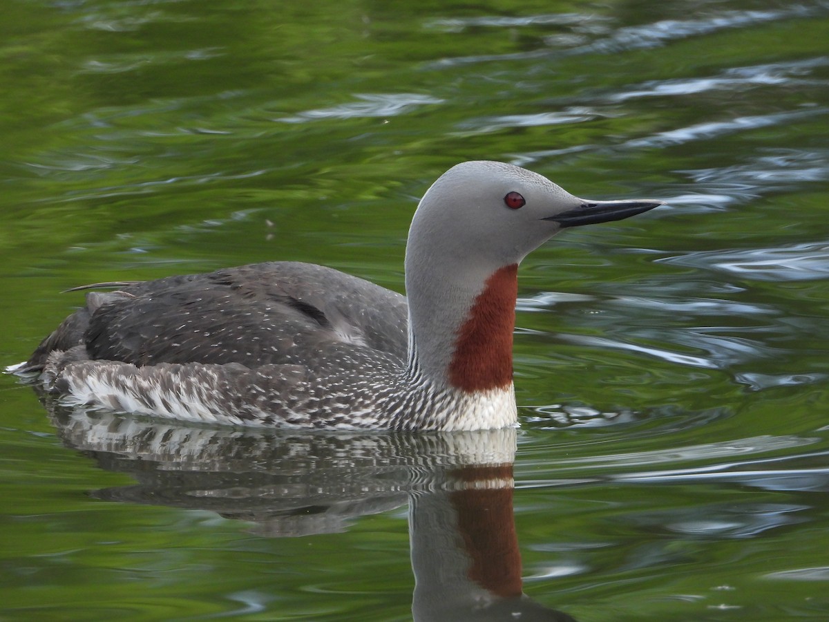Red-throated Loon - ML620254049