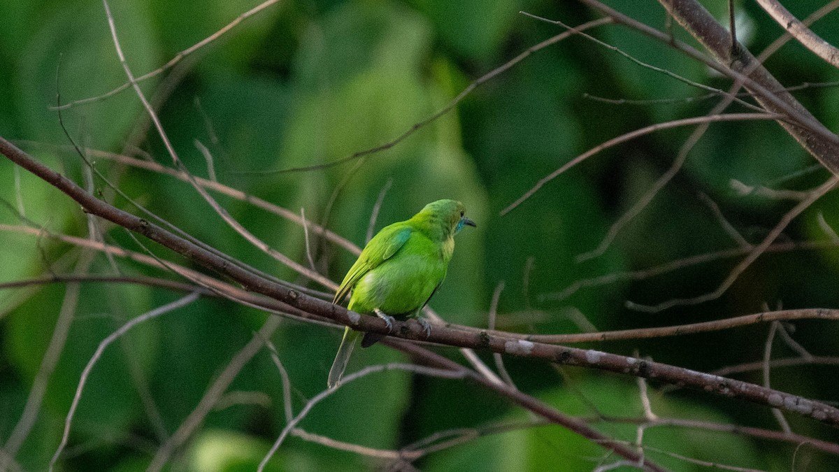 Jerdon's Leafbird - ML620254051