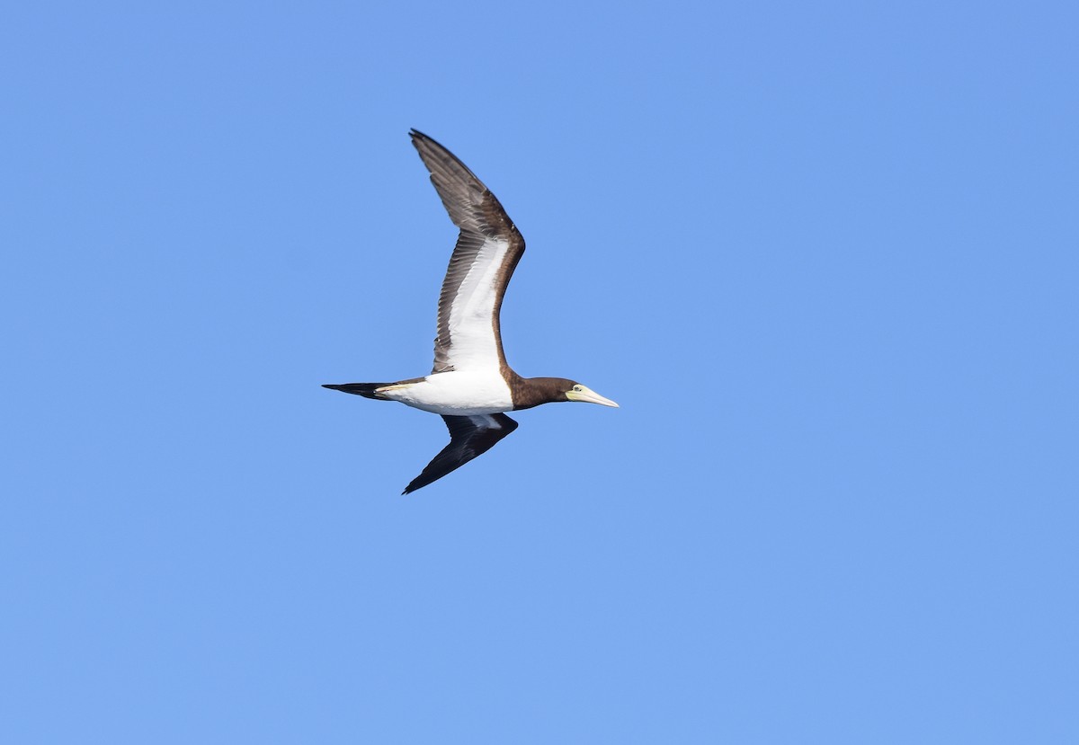 Brown Booby - ML620254052