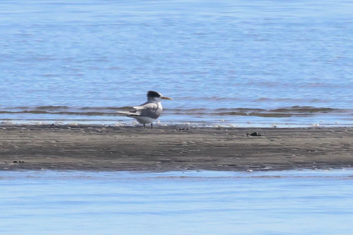 Great Crested Tern - ML620254057
