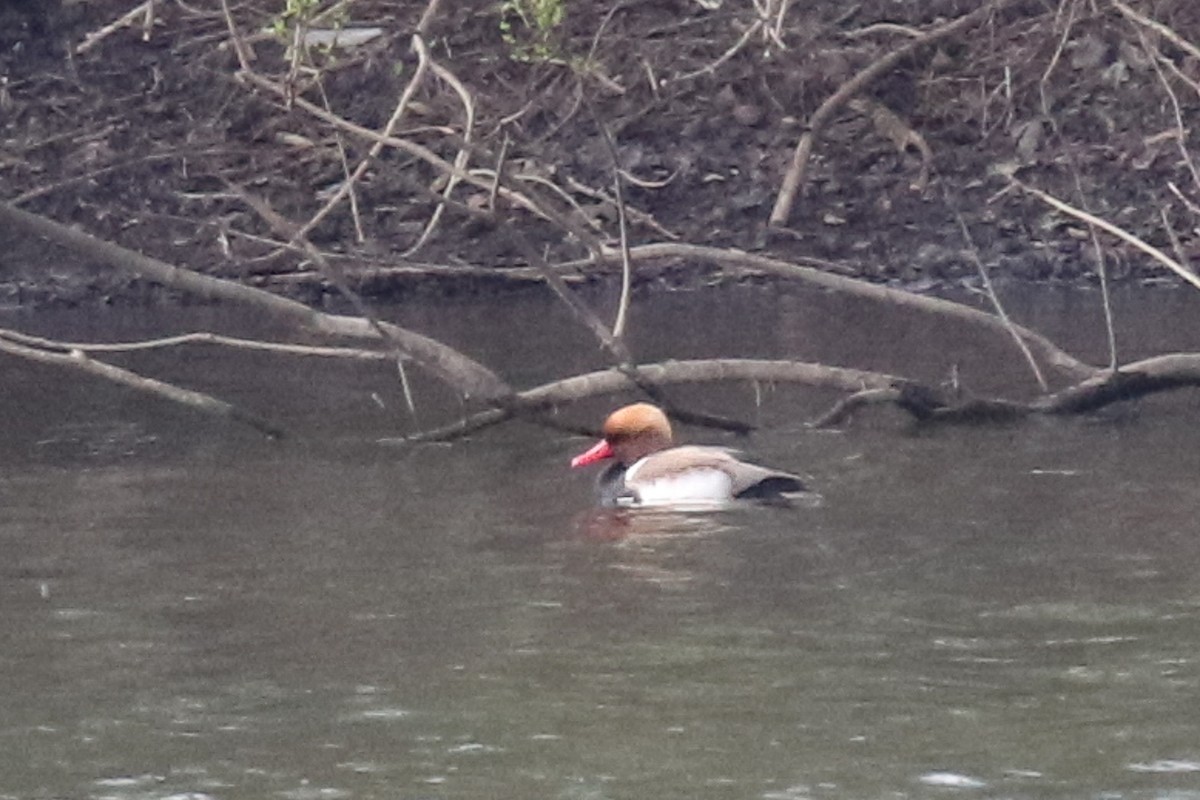 Red-crested Pochard - ML620254060