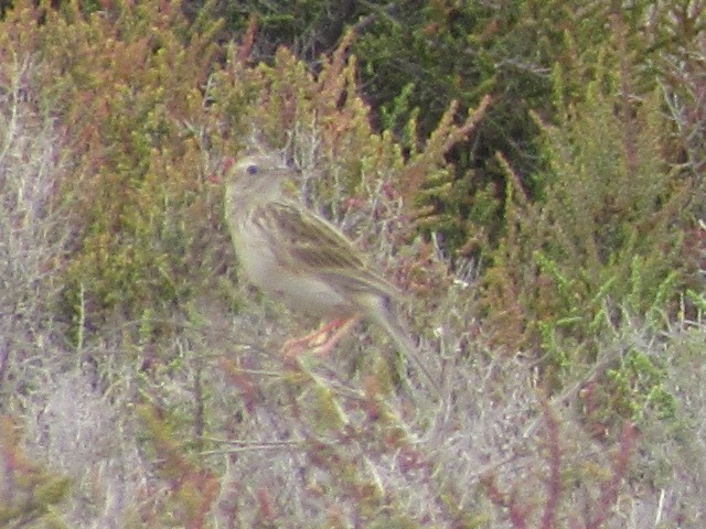 Yellowish Pipit - ML620254067