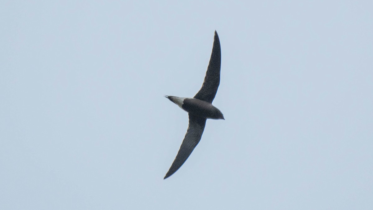Brown-backed Needletail - ML620254071