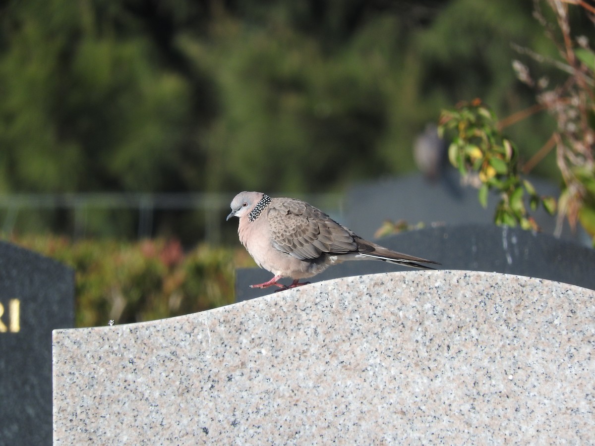 Spotted Dove - ML620254076