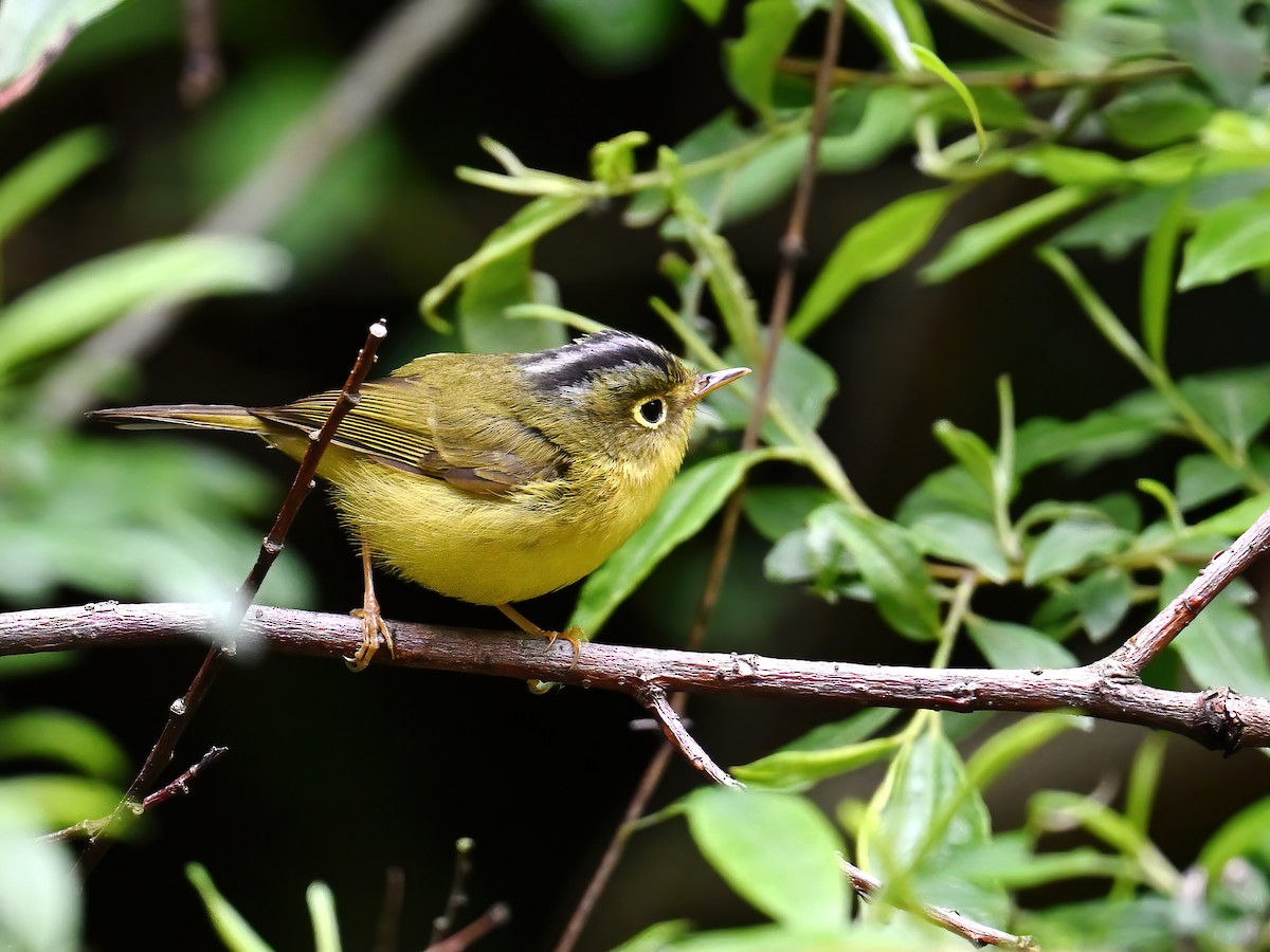 Martens's Warbler - ML620254080