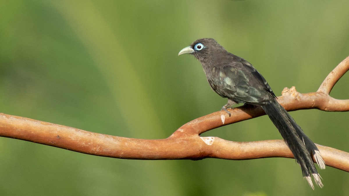 Blue-faced Malkoha - ML620254089