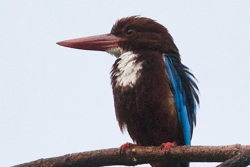 White-throated Kingfisher - ML620254091