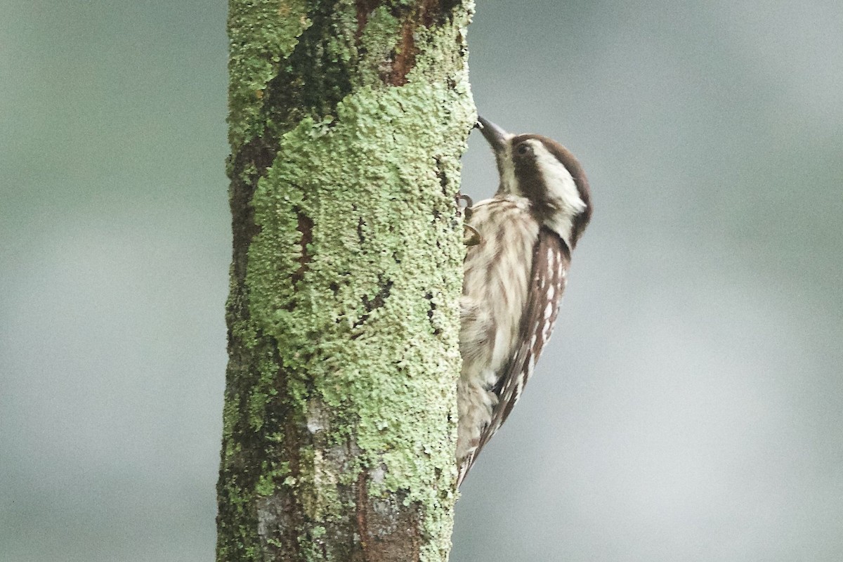 Sunda Pygmy Woodpecker - ML620254095