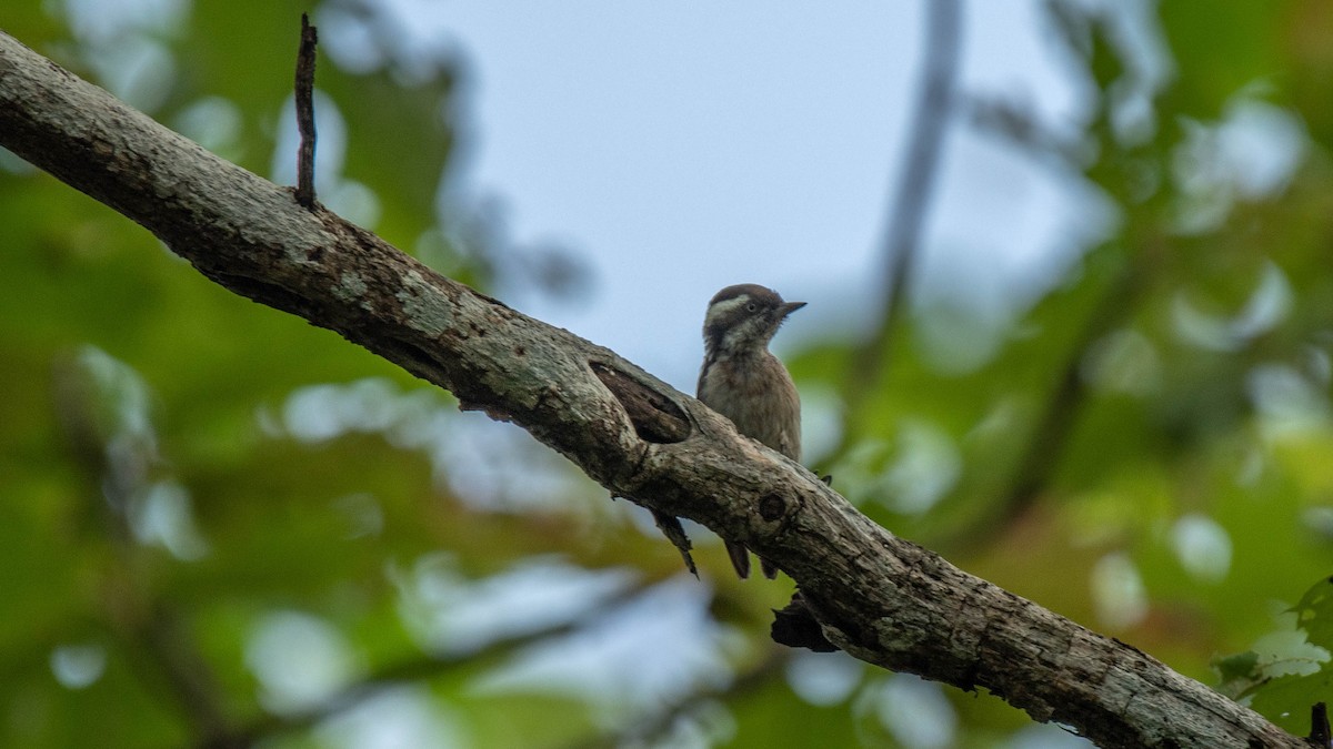 Brown-capped Pygmy Woodpecker - ML620254096