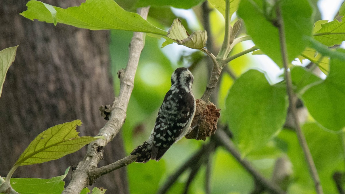 Brown-capped Pygmy Woodpecker - ML620254097