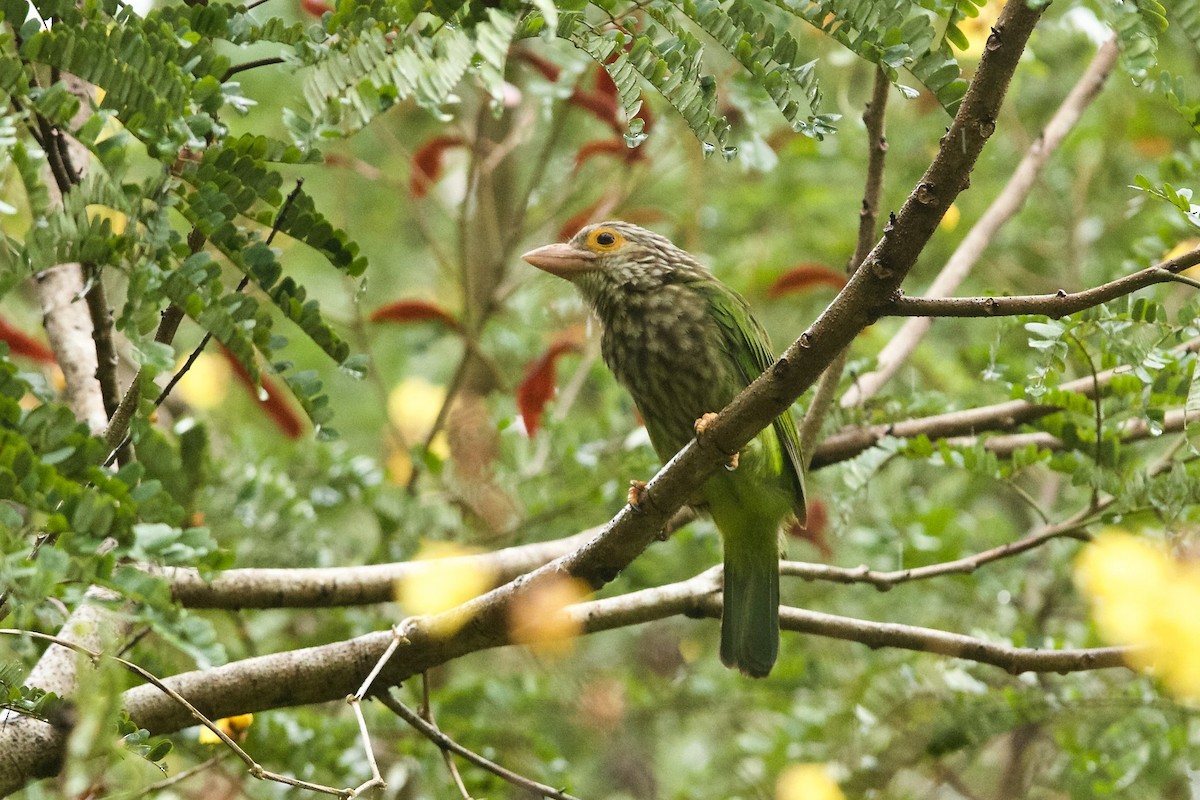 Lineated Barbet - ML620254098