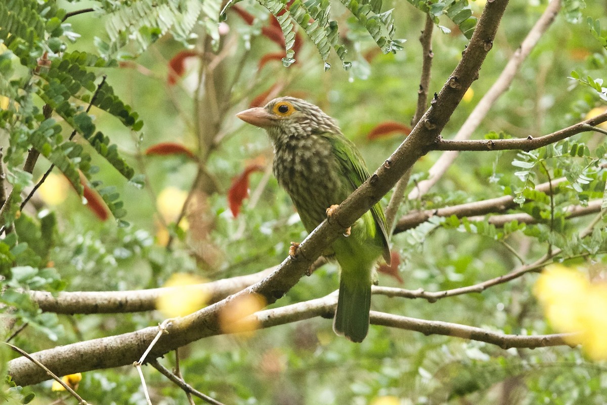 Lineated Barbet - ML620254099