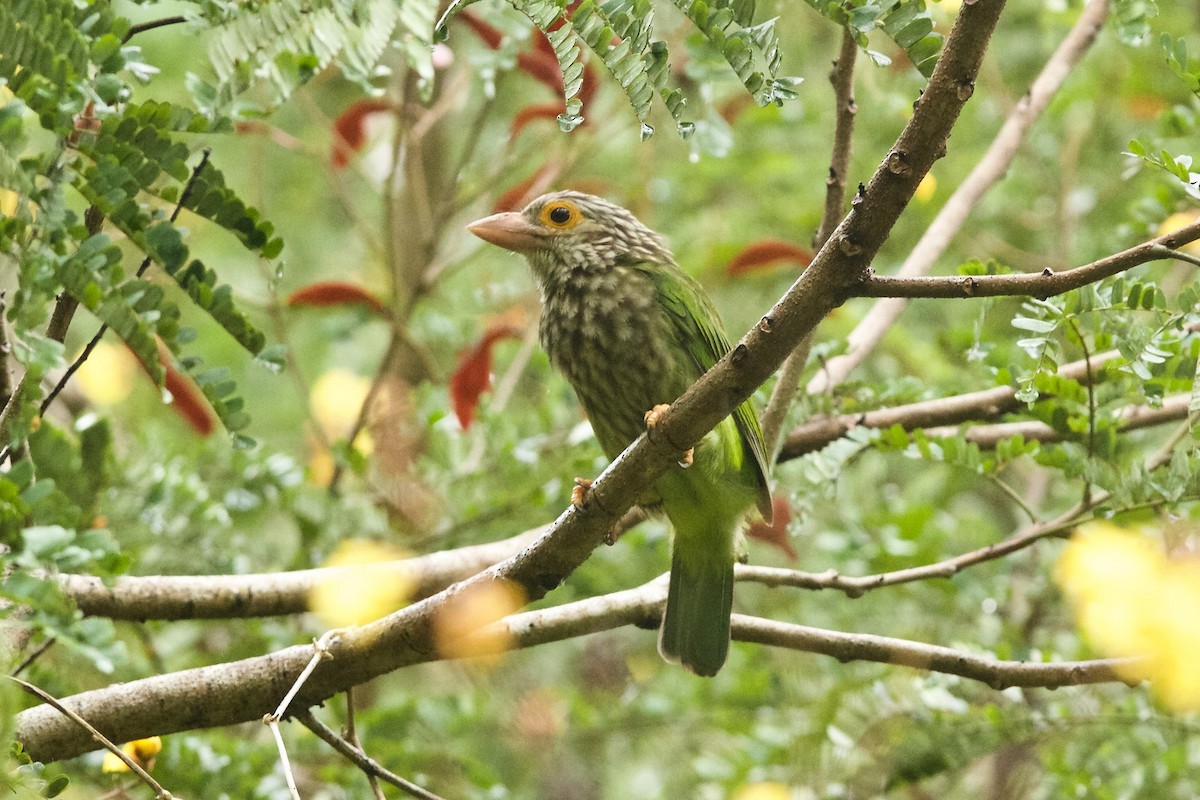 Lineated Barbet - ML620254100