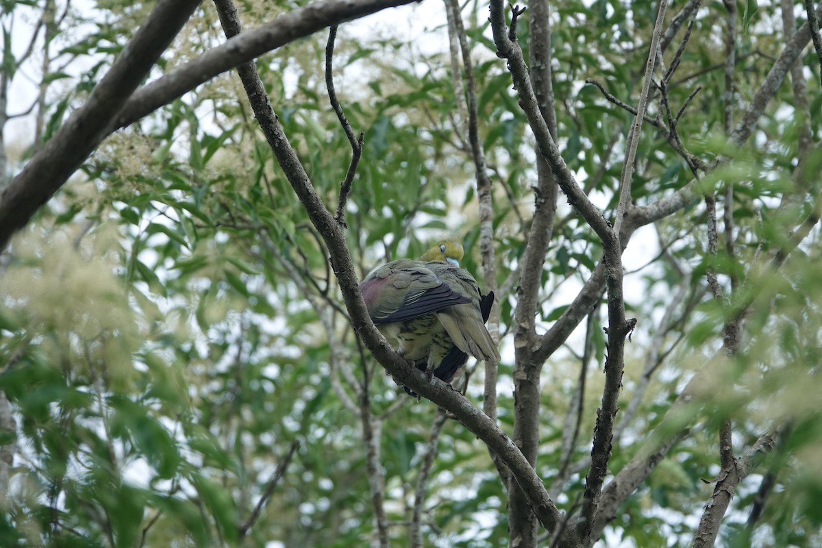 White-bellied Green-Pigeon - ML620254103