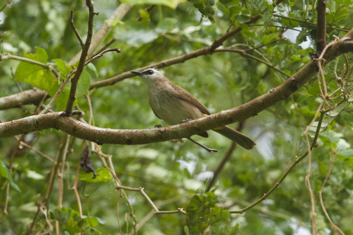 Yellow-vented Bulbul - ML620254105