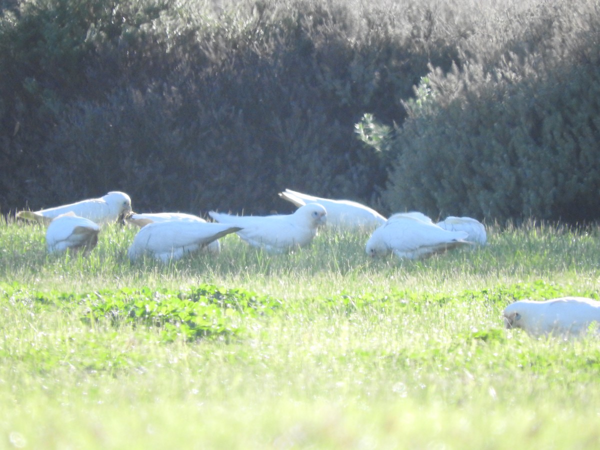 Little Corella - ML620254110