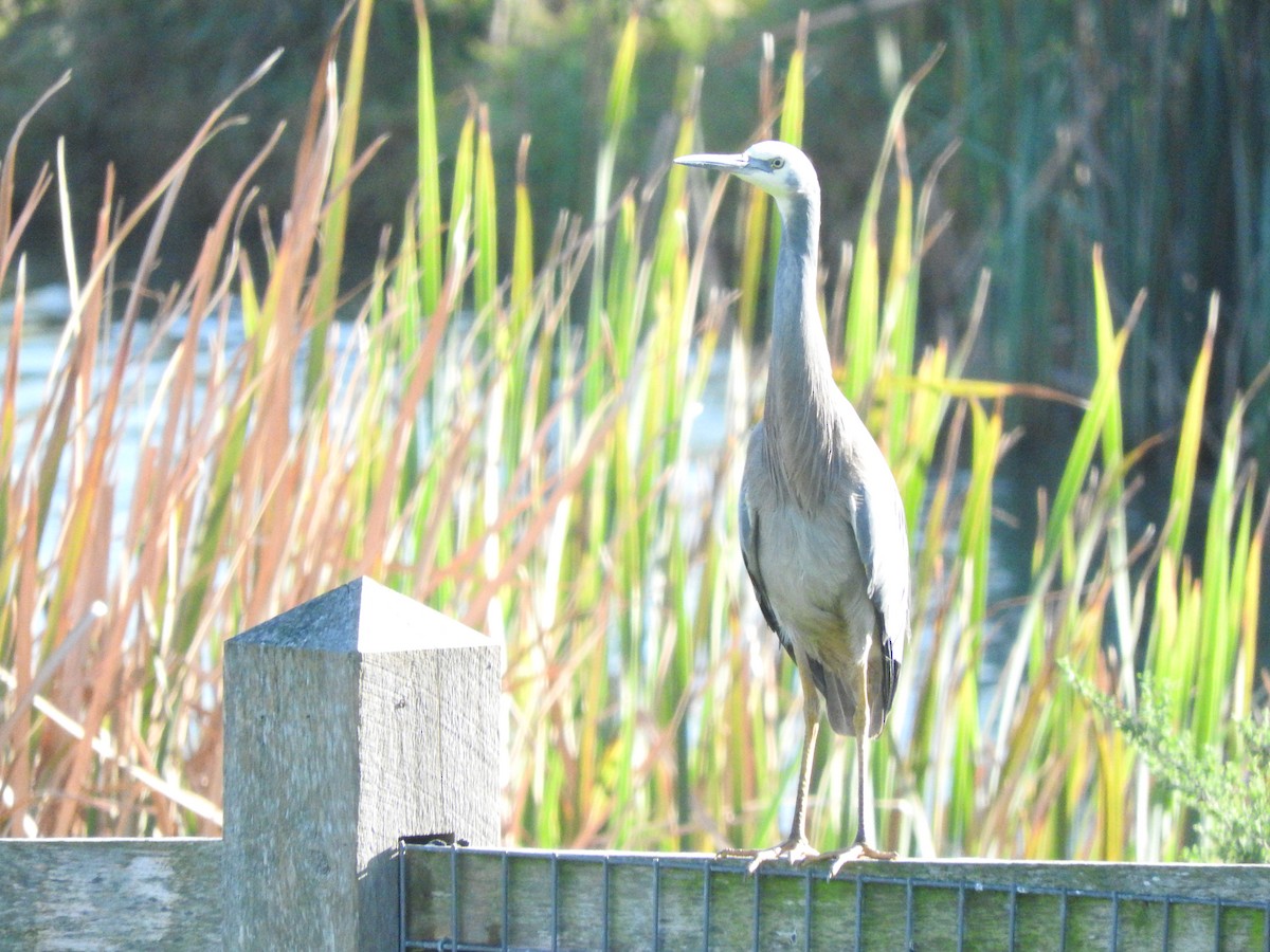 White-faced Heron - ML620254112