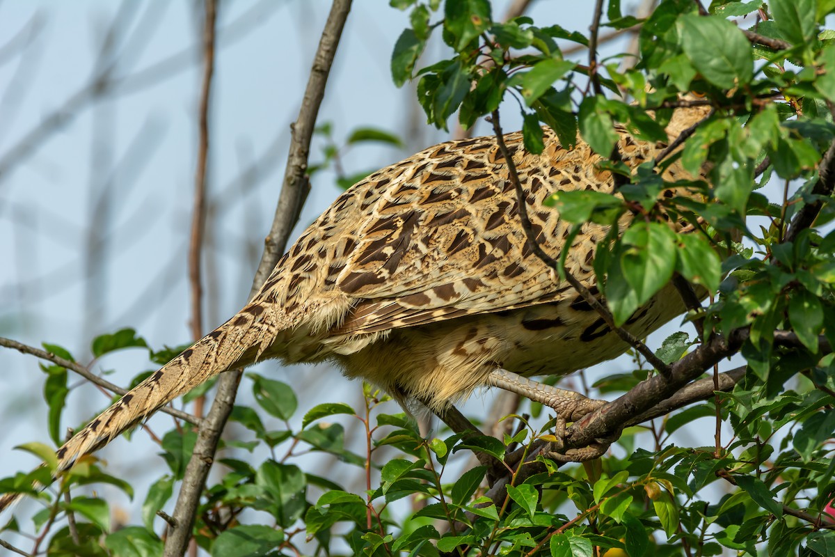 Ring-necked Pheasant - ML620254116