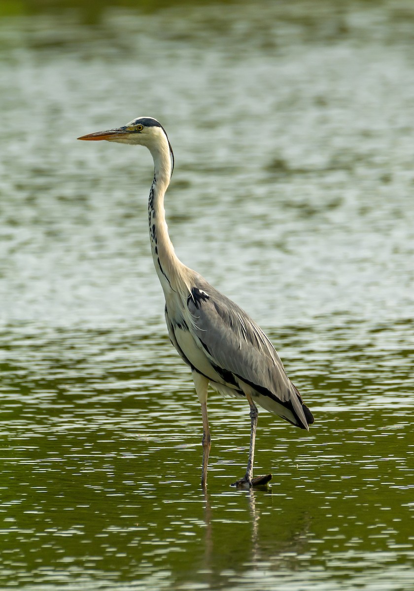 Gray Heron - ML620254127