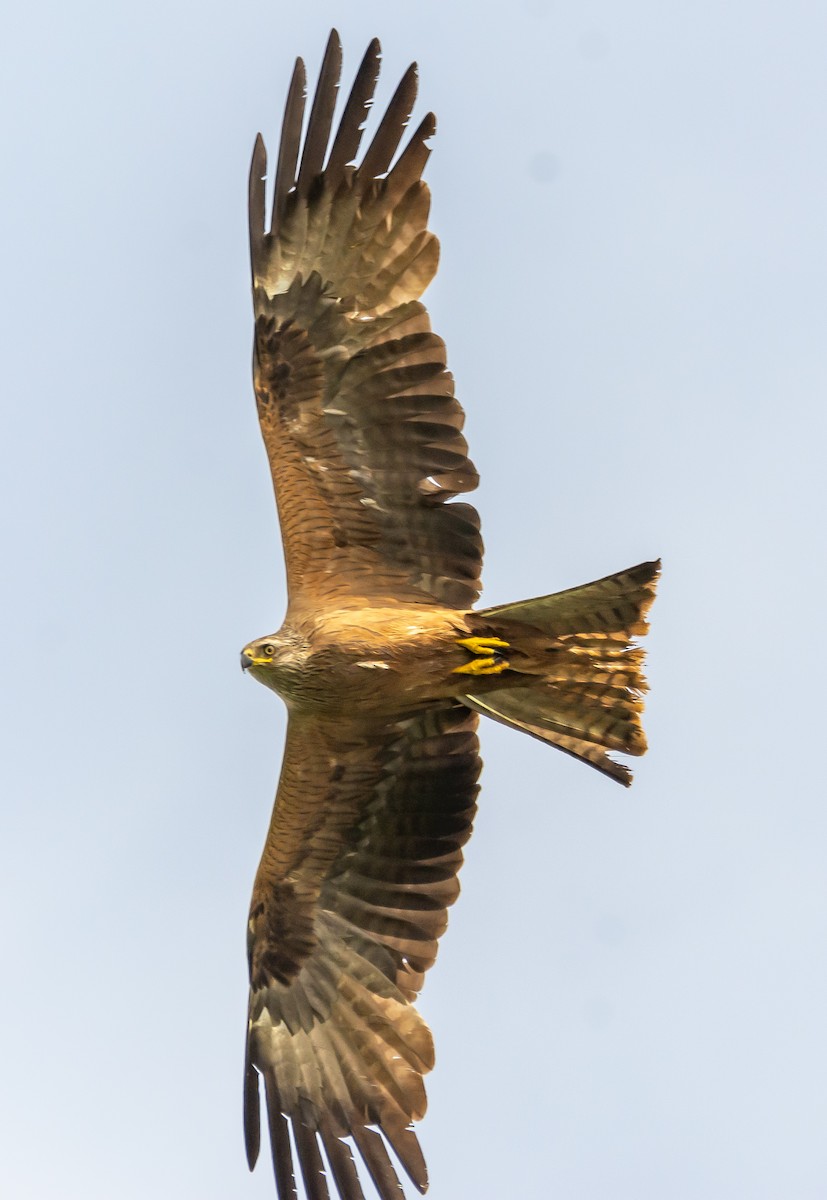 Black Kite - ML620254131