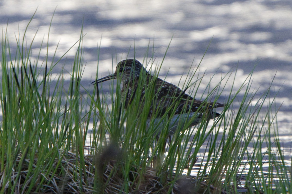 Wood Sandpiper - ML620254137