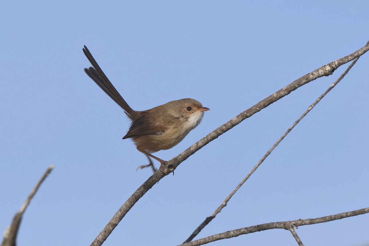 Red-backed Fairywren - ML620254138