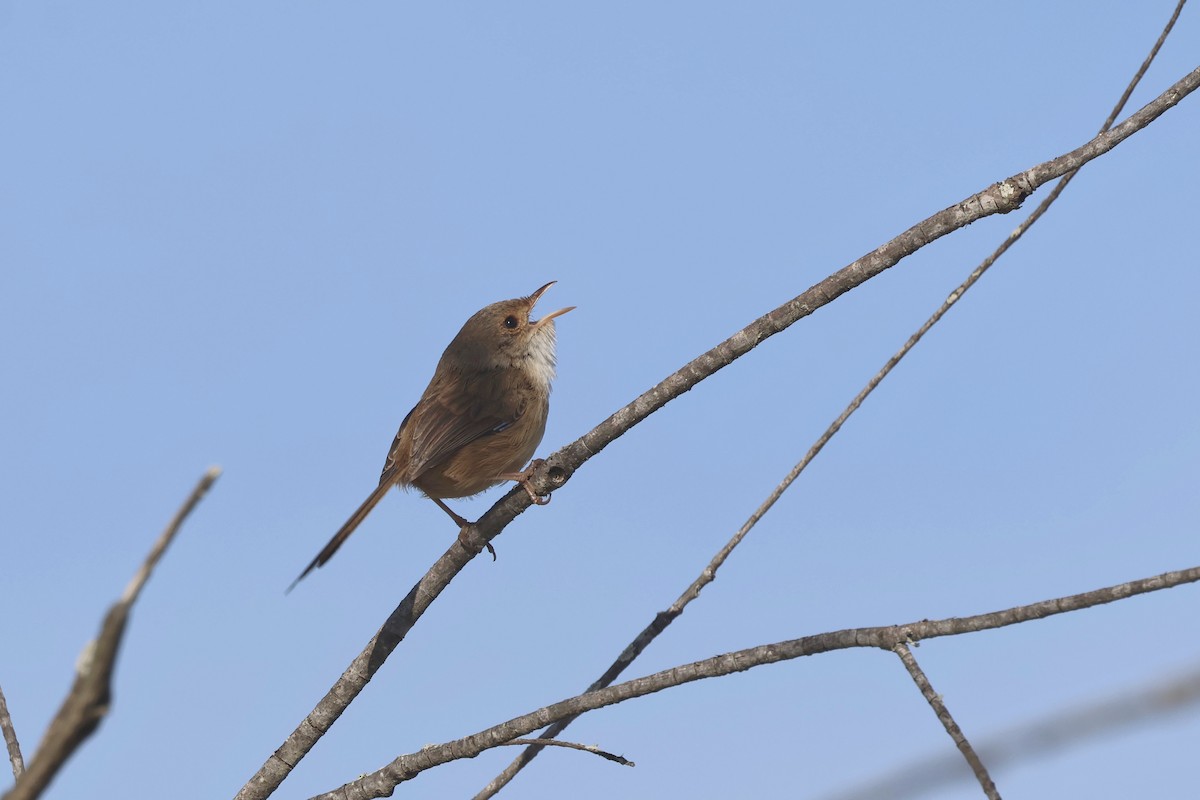 Red-backed Fairywren - ML620254139