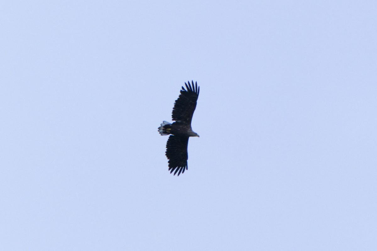 White-tailed Eagle - ML620254142
