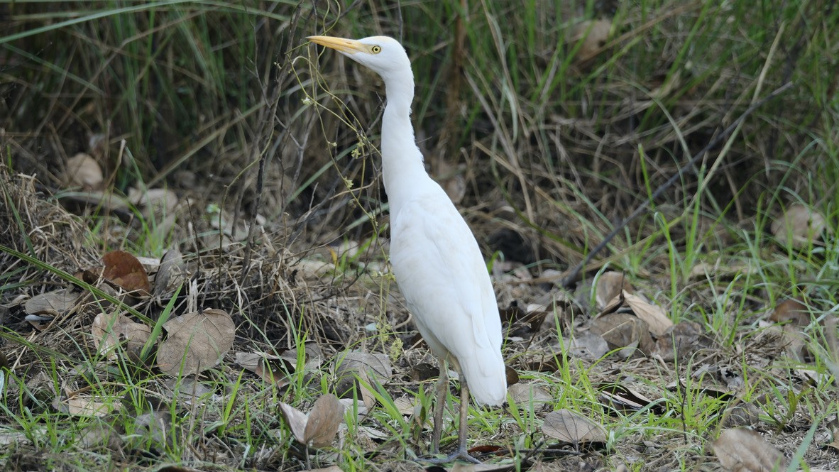 Western Cattle Egret - ML620254144