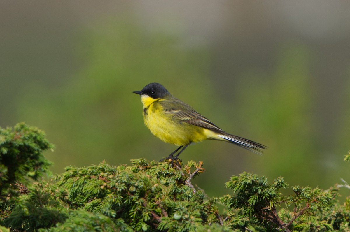 Western Yellow Wagtail - ML620254151