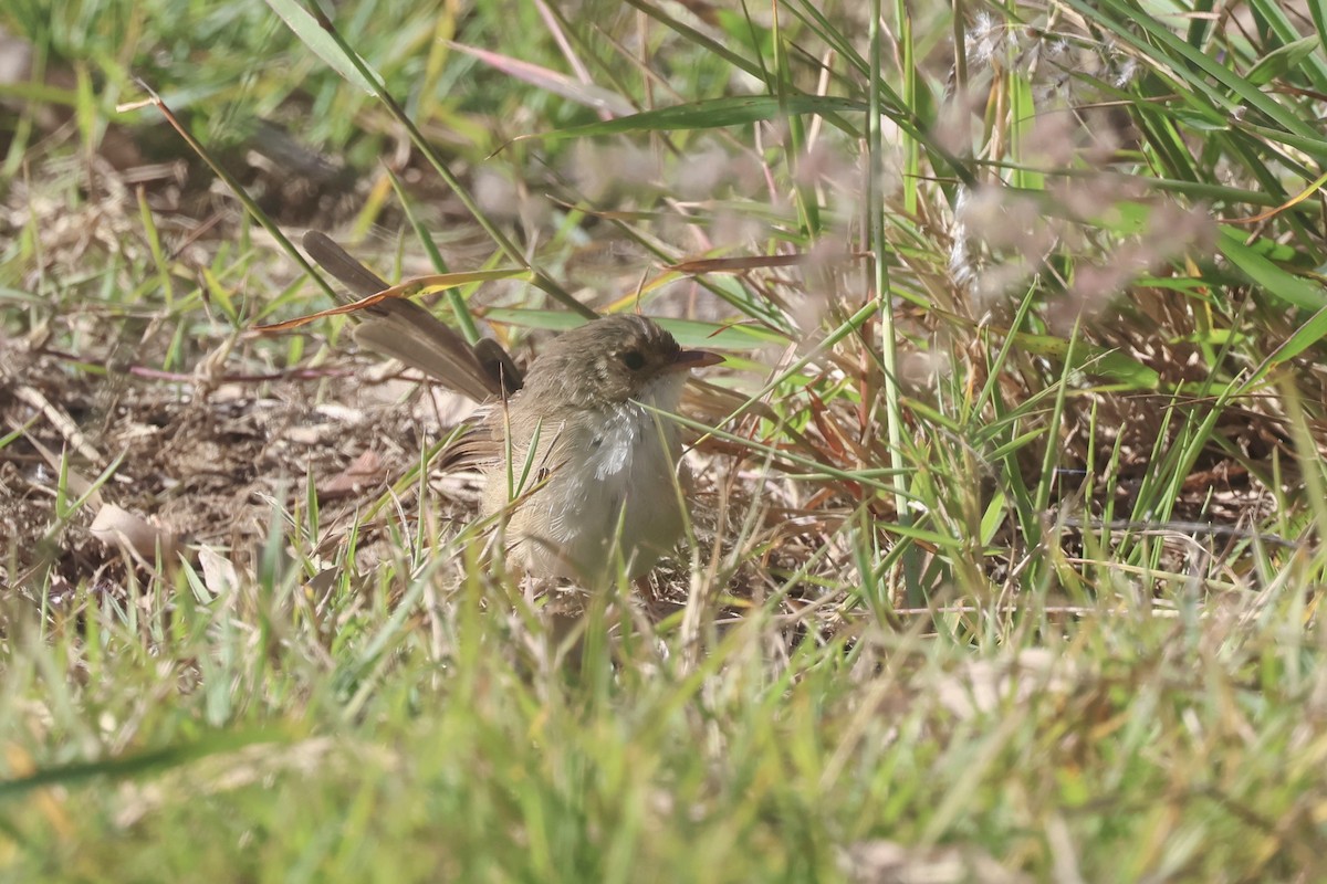 Red-backed Fairywren - ML620254153