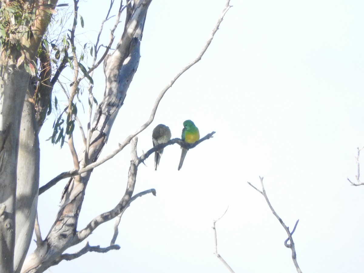 Red-rumped Parrot - ML620254156