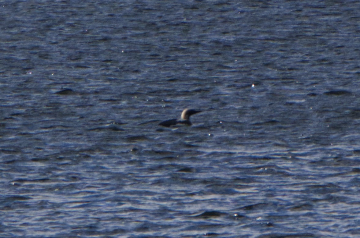 Arctic Loon - ML620254157