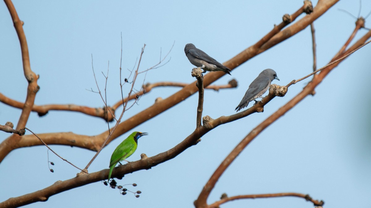 Golden-fronted Leafbird - ML620254159