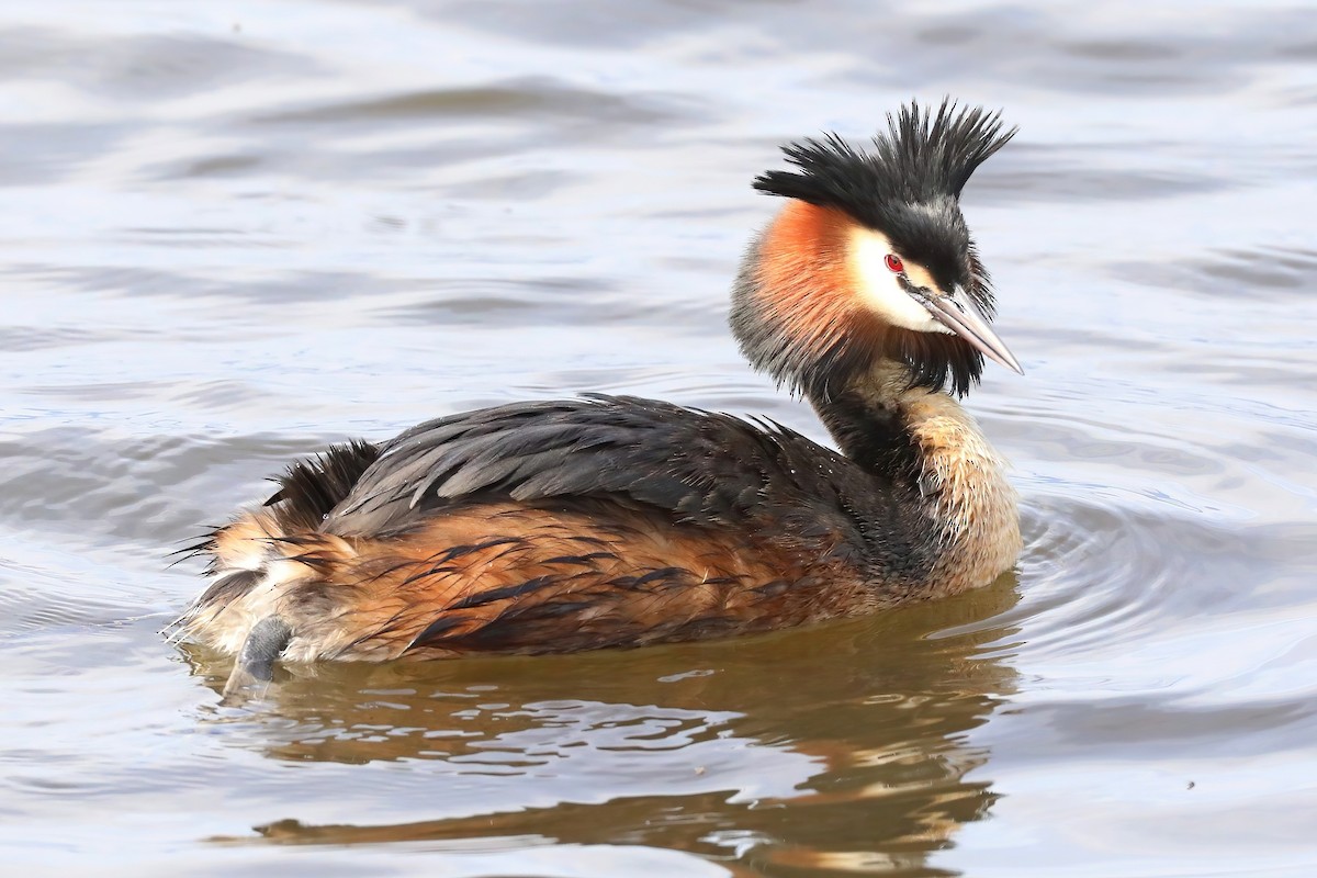 Great Crested Grebe - ML620254161