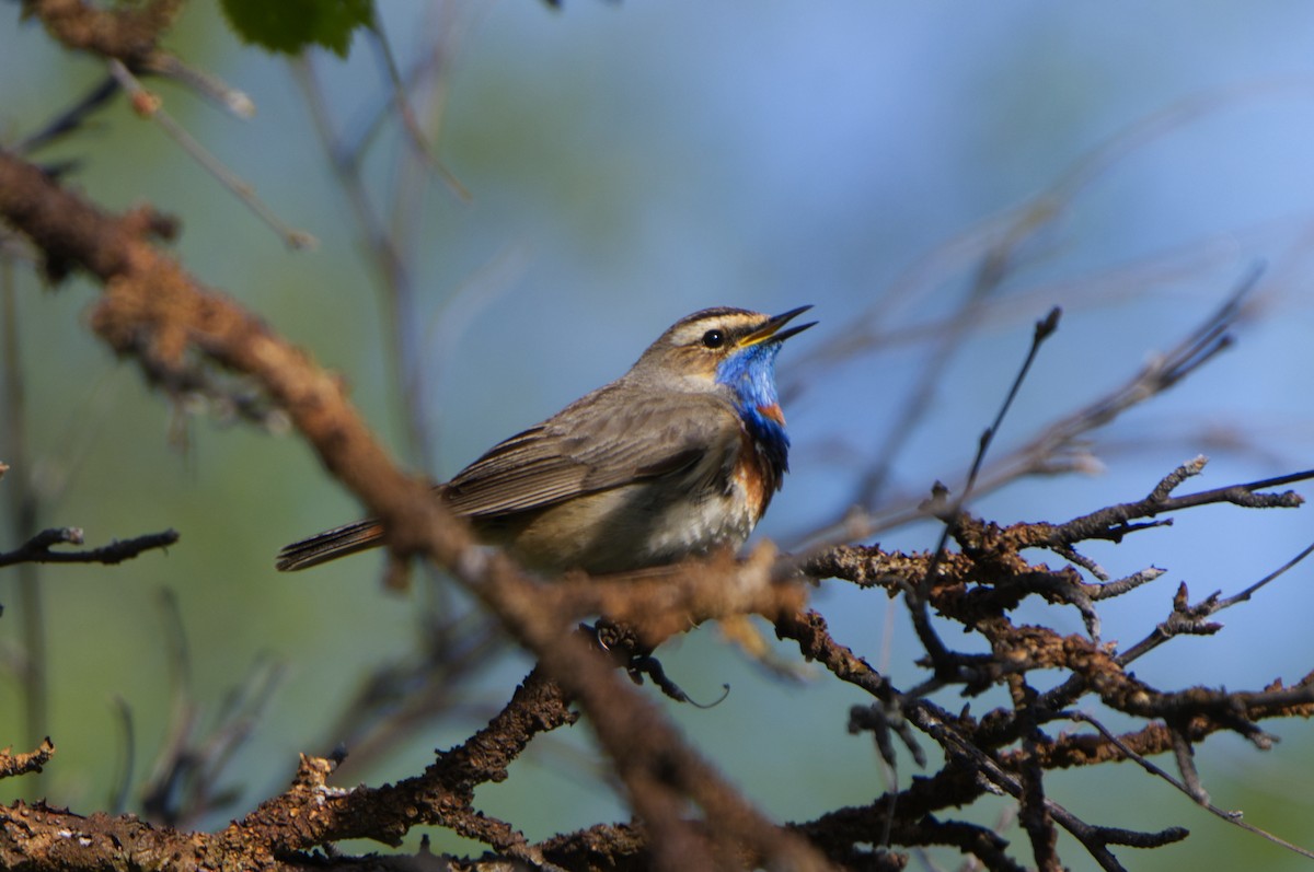 Bluethroat (Red-spotted) - ML620254162