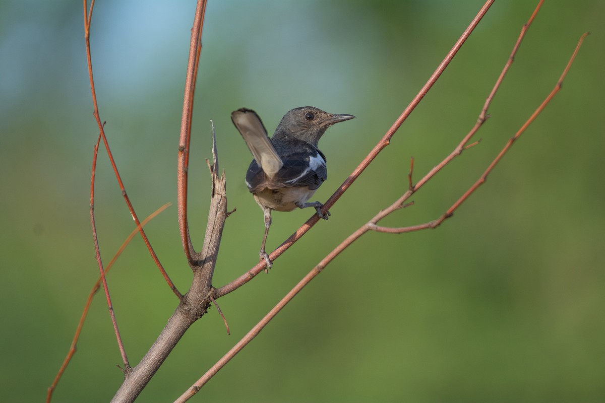 Oriental Magpie-Robin - ML620254182