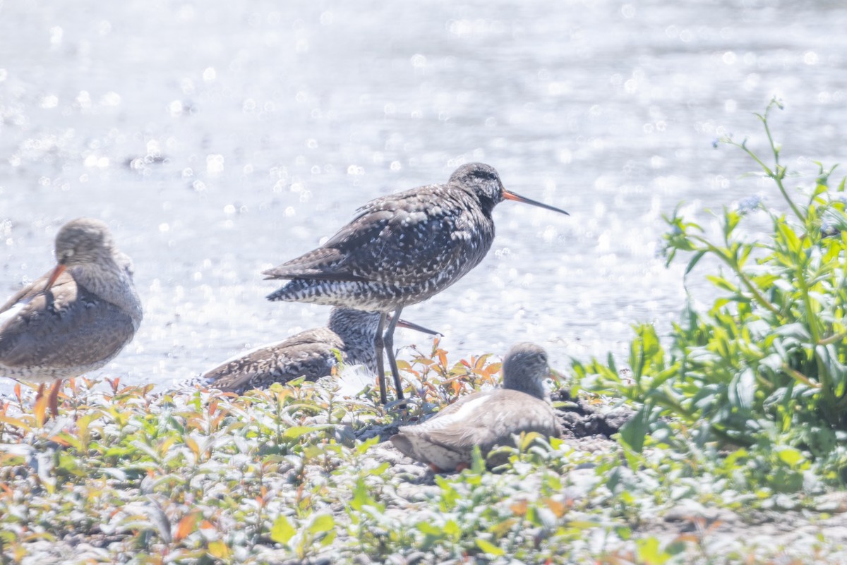 Spotted Redshank - ML620254183