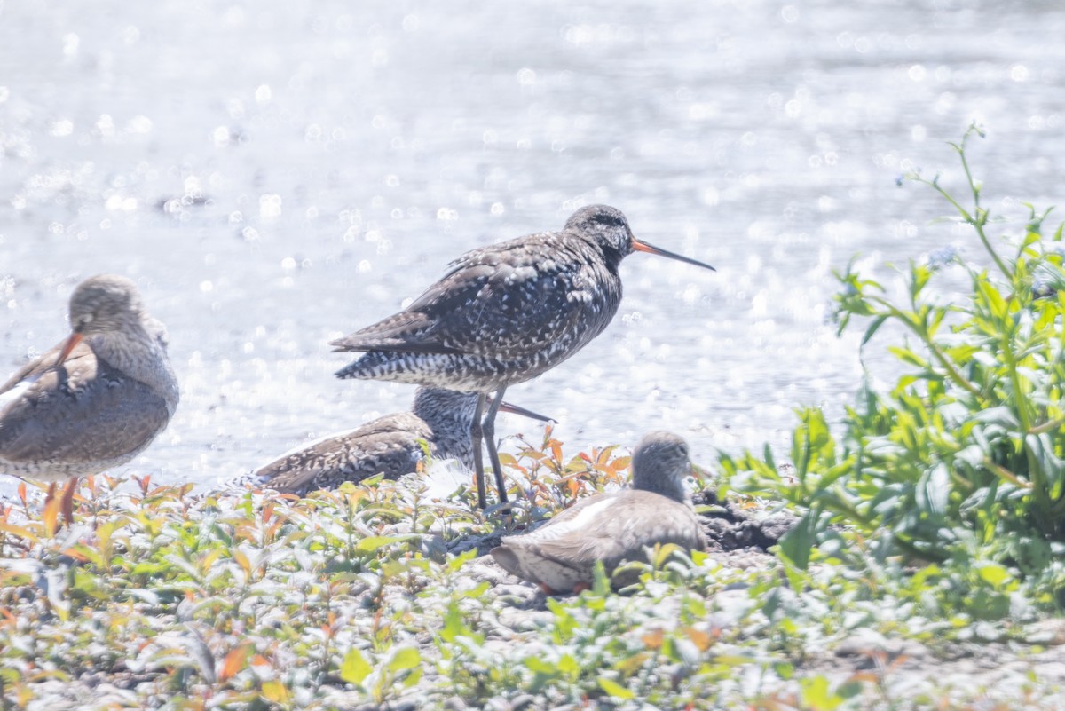 Common Redshank - ML620254184