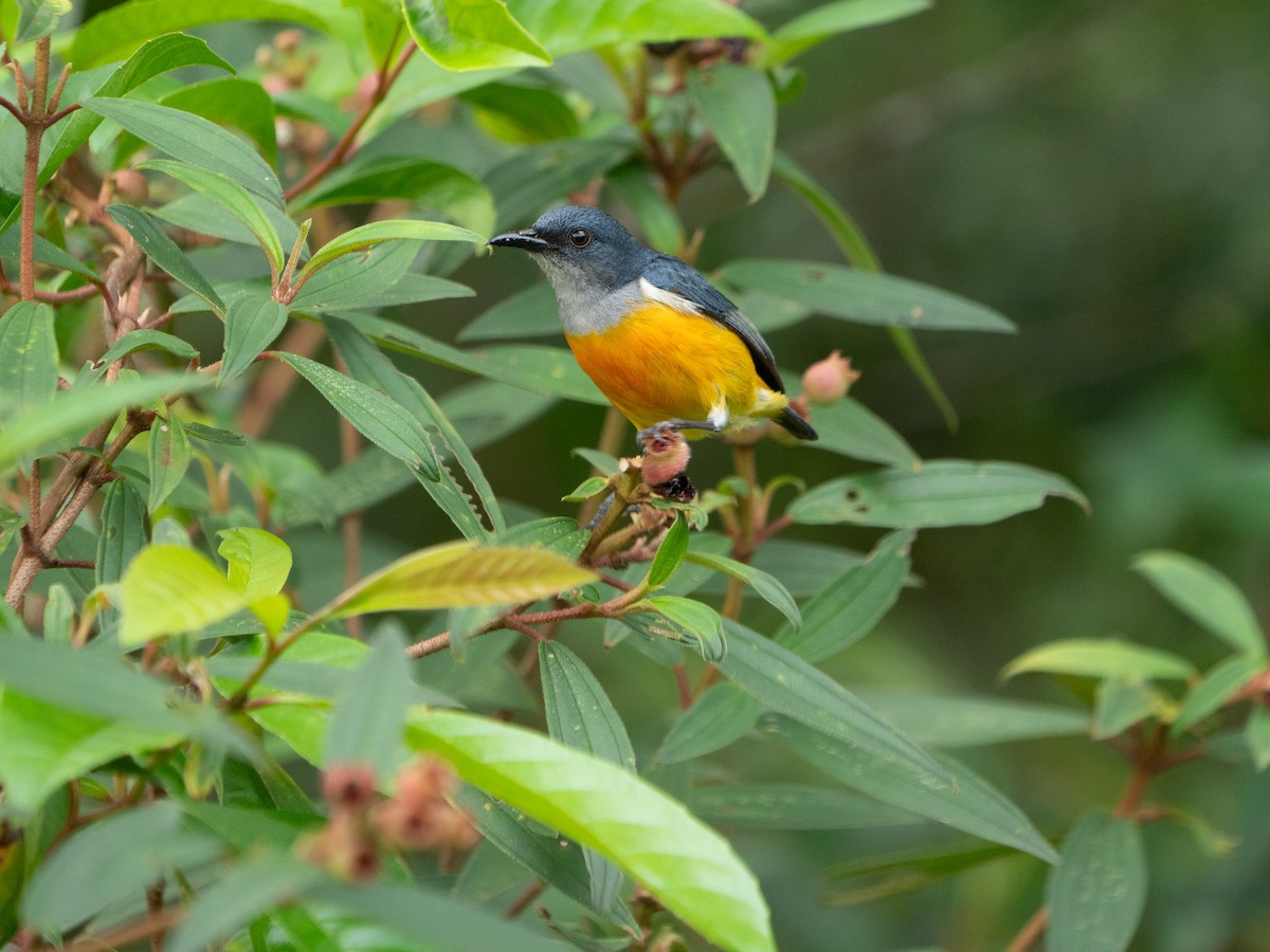 Orange-bellied Flowerpecker - ML620254203