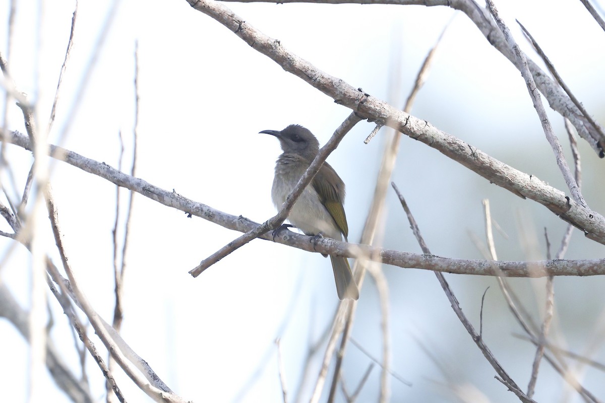 Brown Honeyeater - ML620254211