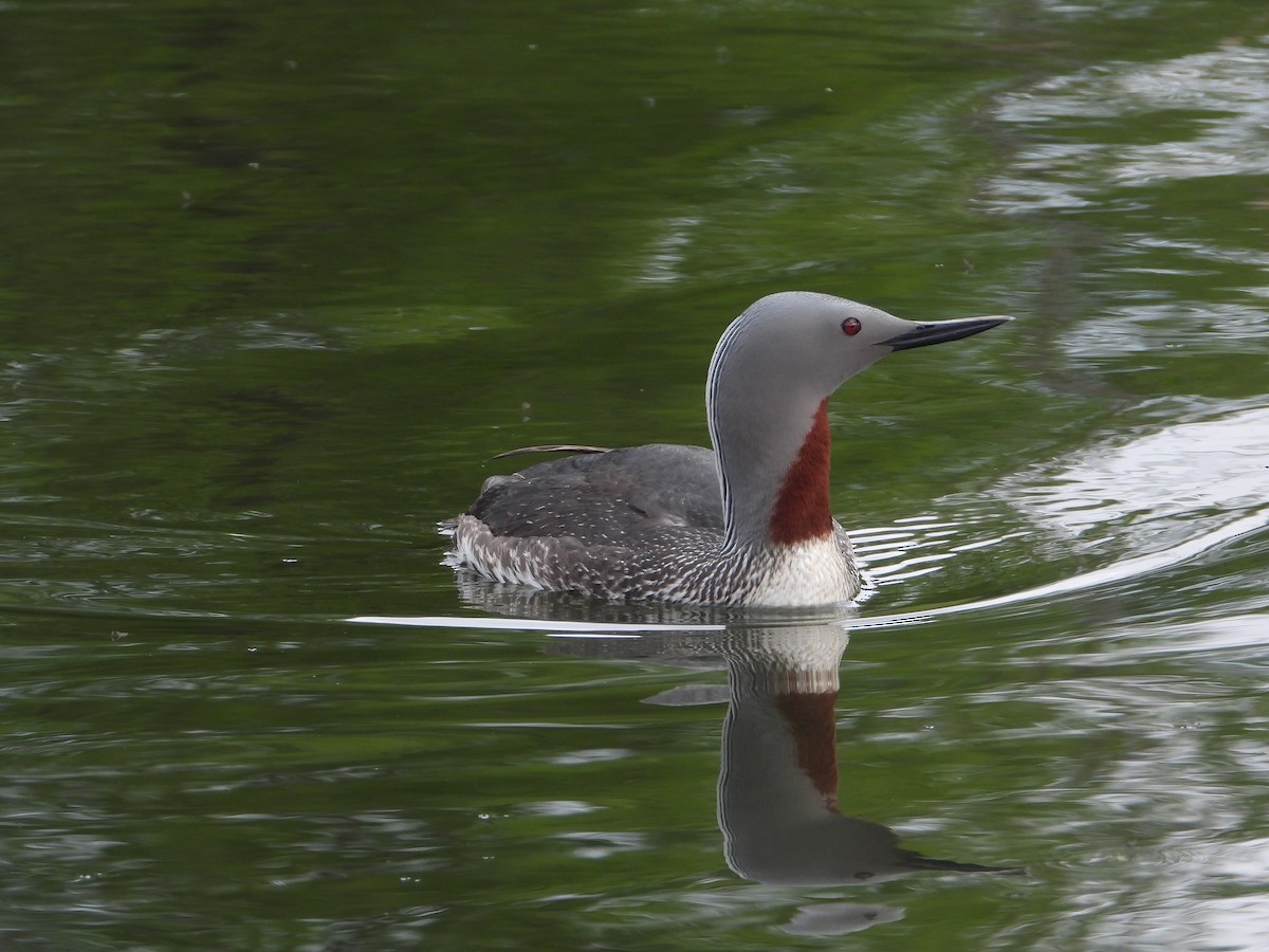 Red-throated Loon - ML620254215