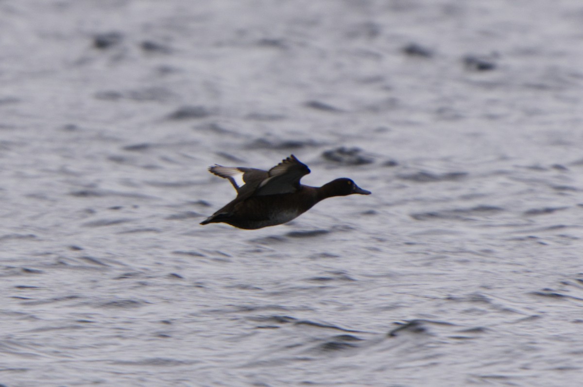 Tufted Duck - ML620254221