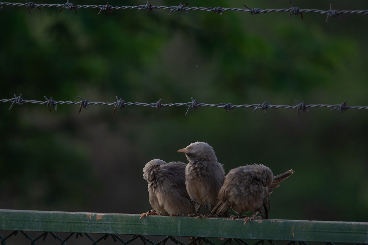 Yellow-billed Babbler - ML620254228