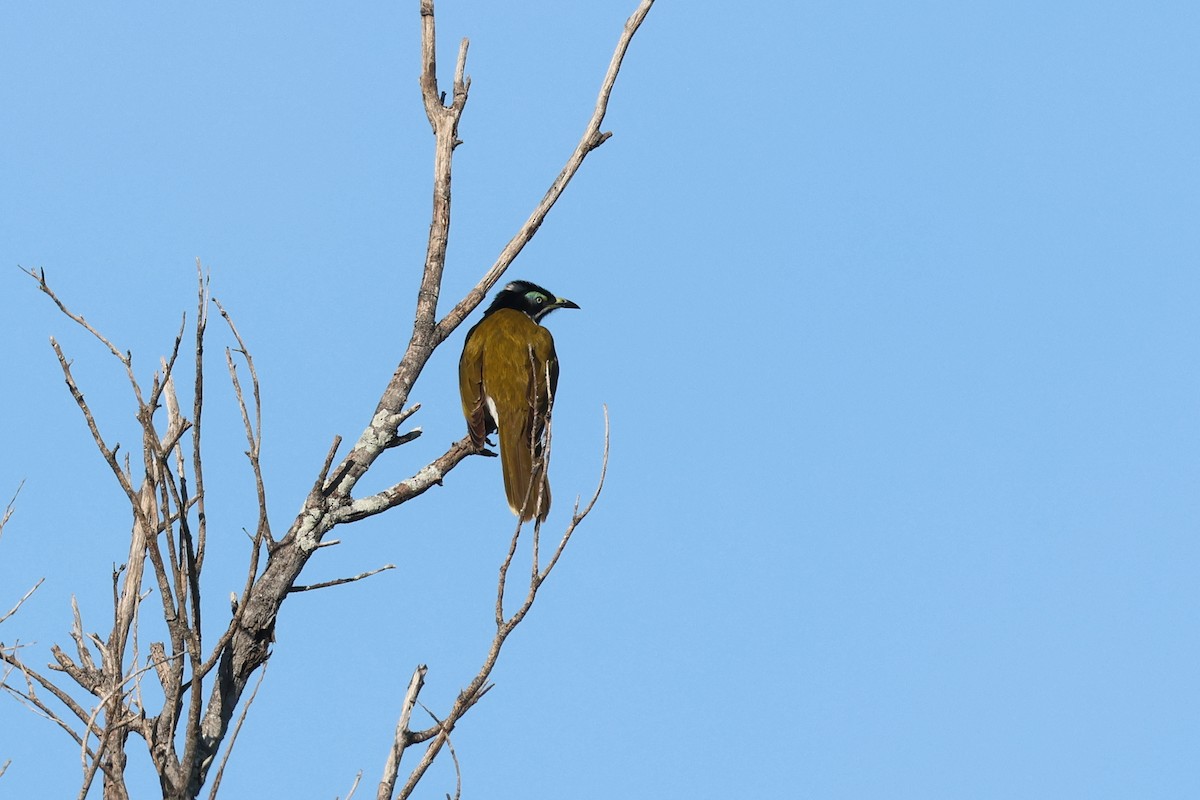 Blue-faced Honeyeater - ML620254238